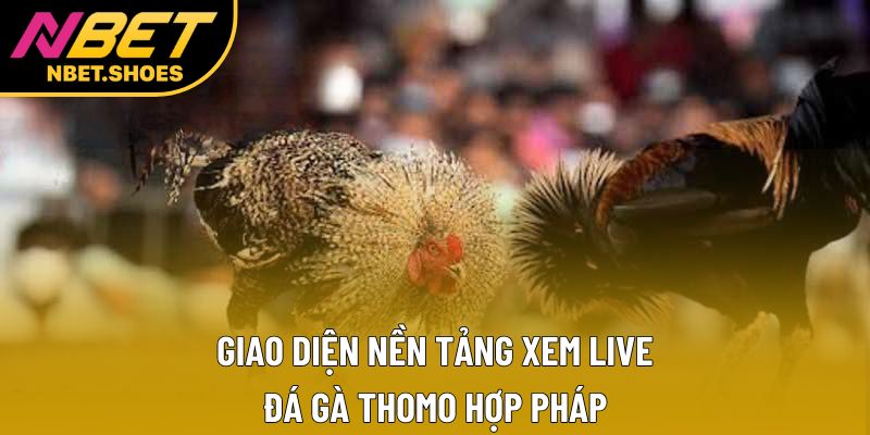 Giao diện nền tảng xem live đá gà Thomo hợp pháp Giao diện nền tảng xem live đá gà Thomo hợp pháp