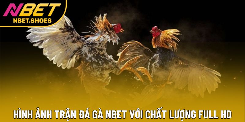 Hình ảnh trận đá gà Nbet với chất lượng Full HD Hình ảnh trận đá gà Nbet với chất lượng Full HD